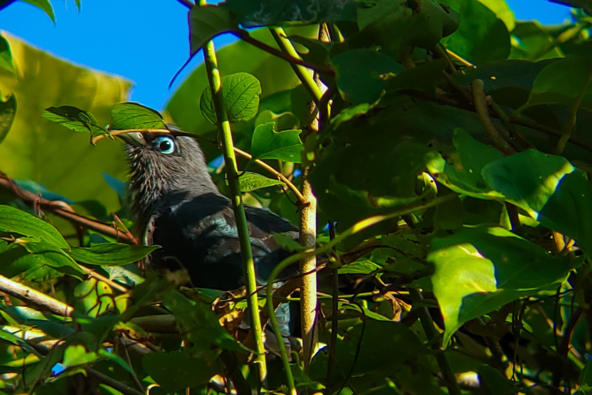 Blue-faced Malkoha - ML645526044