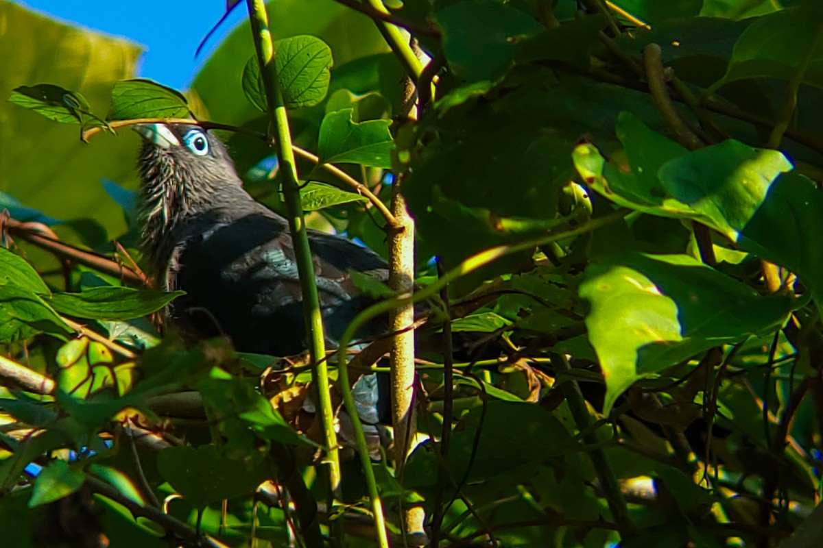 Blue-faced Malkoha - ML645526045