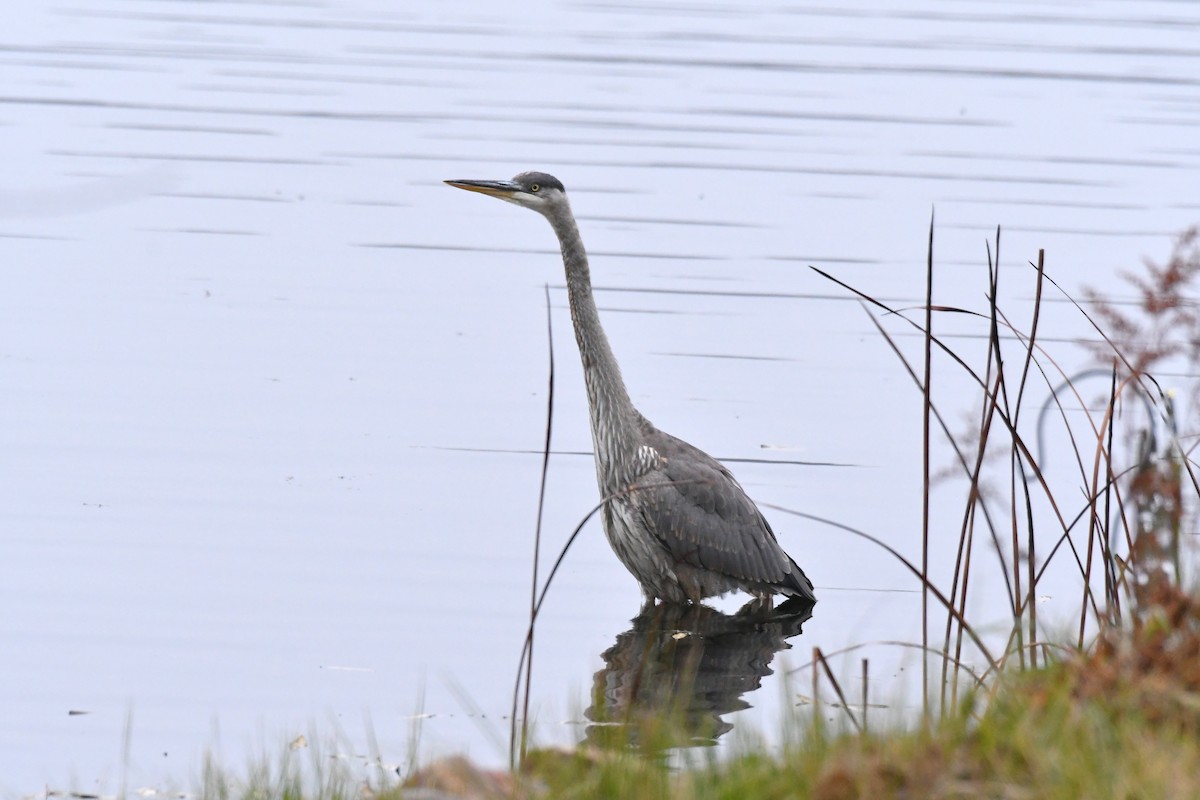 Great Blue Heron - ML645526048