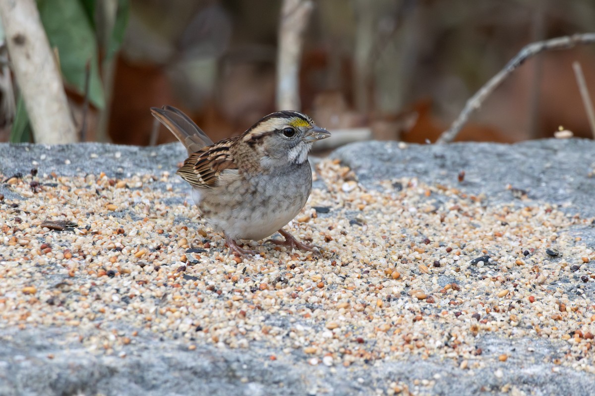 hvitstrupespurv - ML645526056