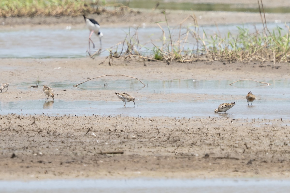 ウズラシギ - ML645526060