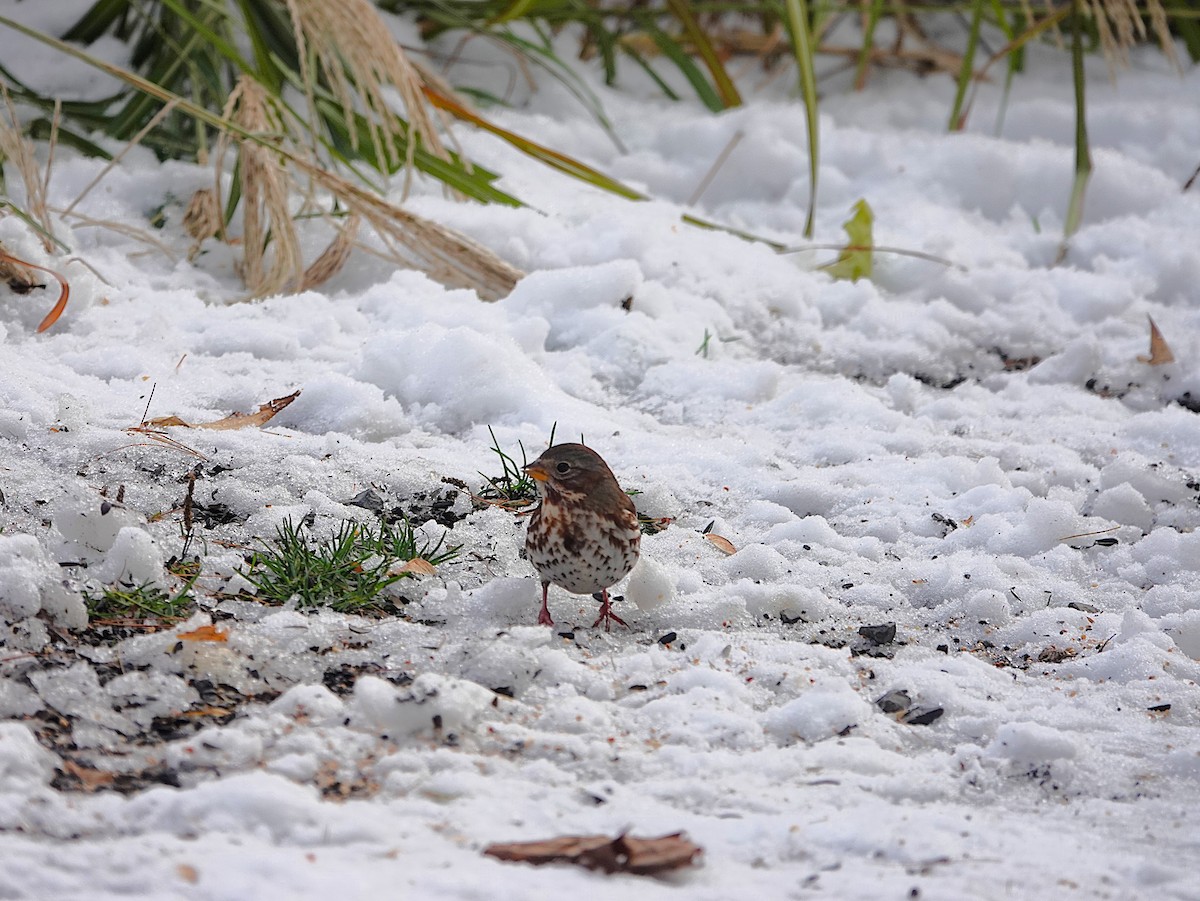 Fox Sparrow - ML645526062