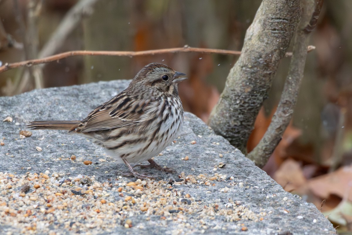 sangspurv - ML645526063