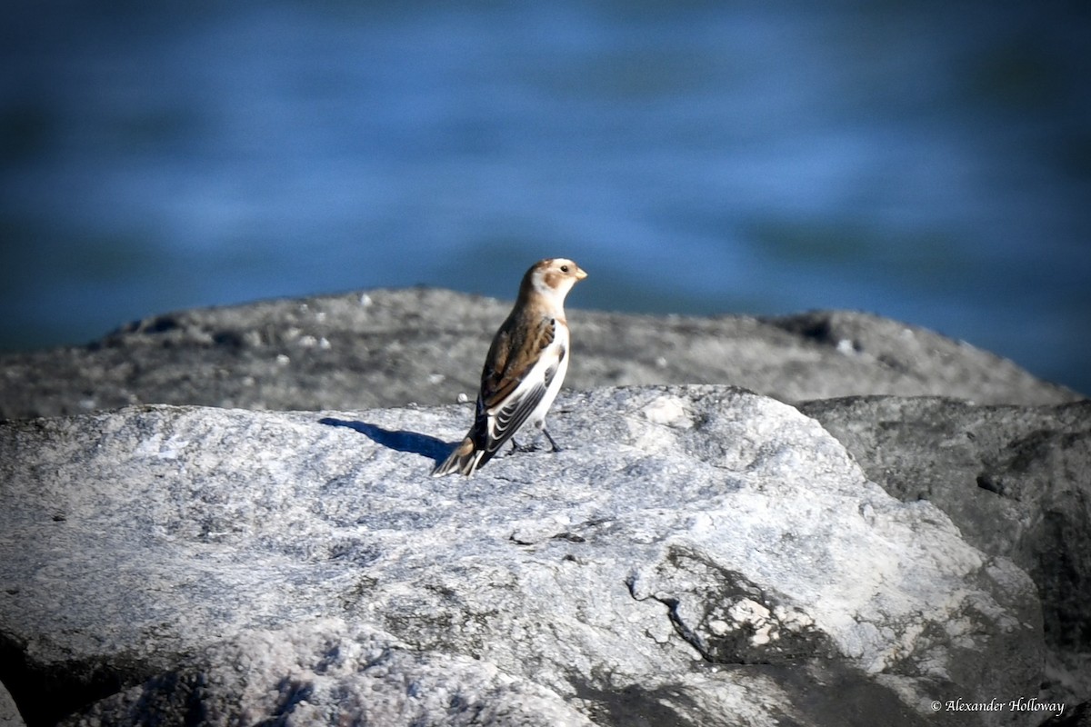 ユキホオジロ - ML645526064