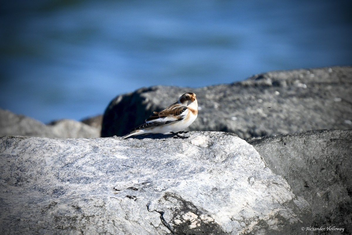 ユキホオジロ - ML645526065