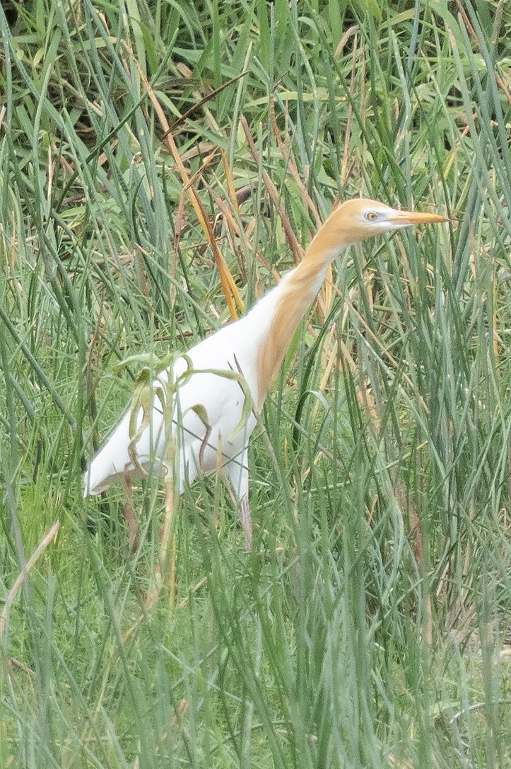 アマサギ - ML645526078