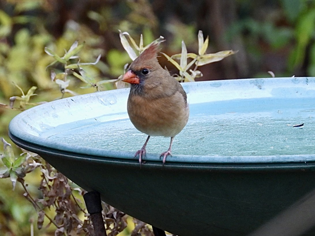 Cardinal rouge - ML645526082