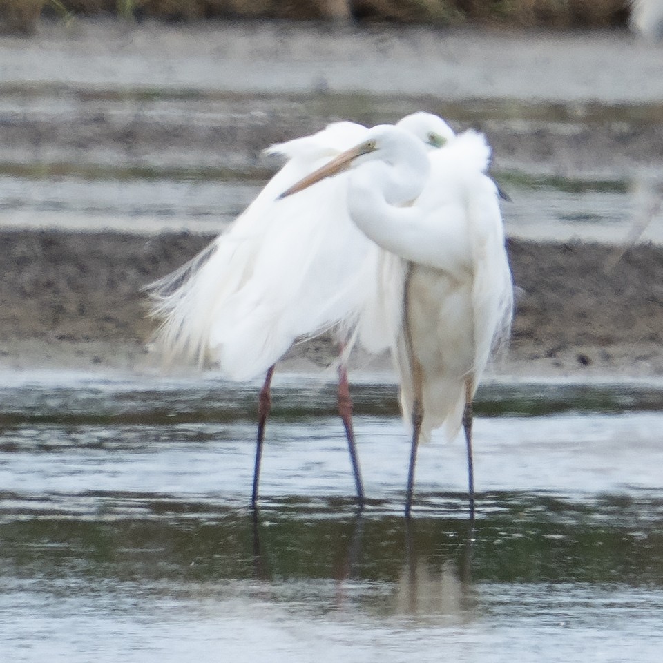 オーストラリアチュウサギ - ML645526084