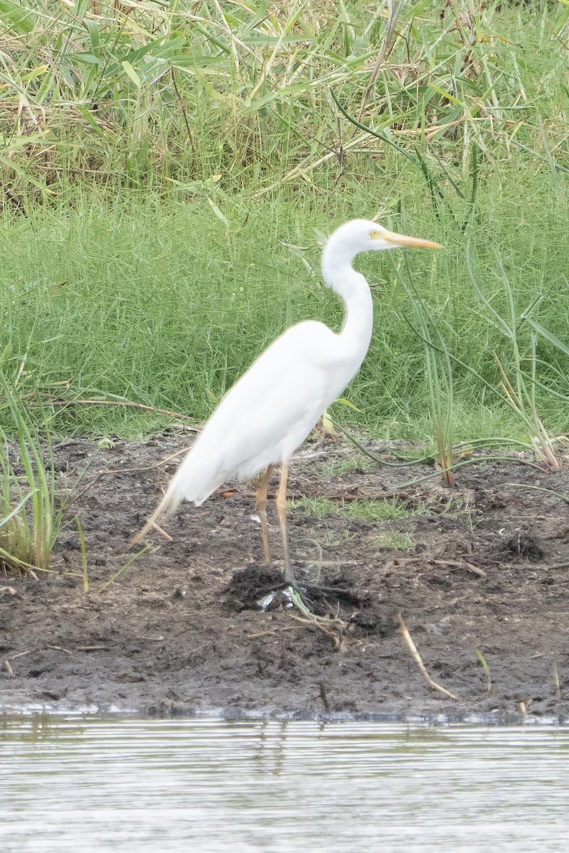 オーストラリアチュウサギ - ML645526085