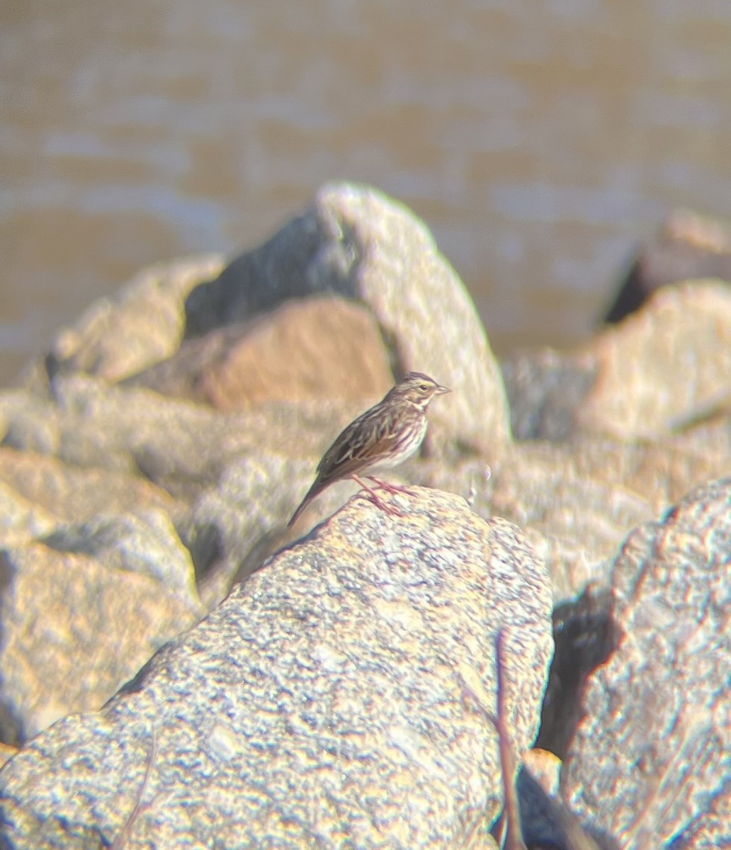 Savannah Sparrow - ML645526092