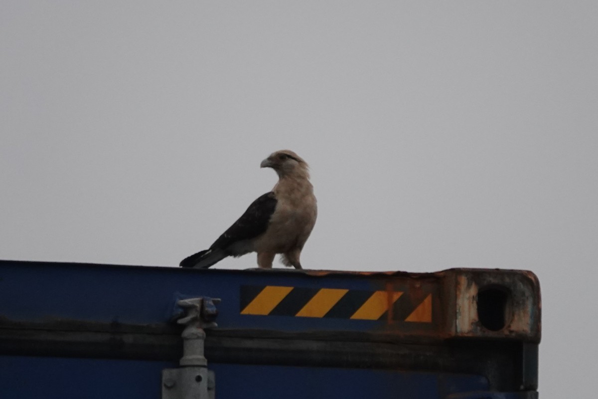 čimango žlutavý - ML645526110