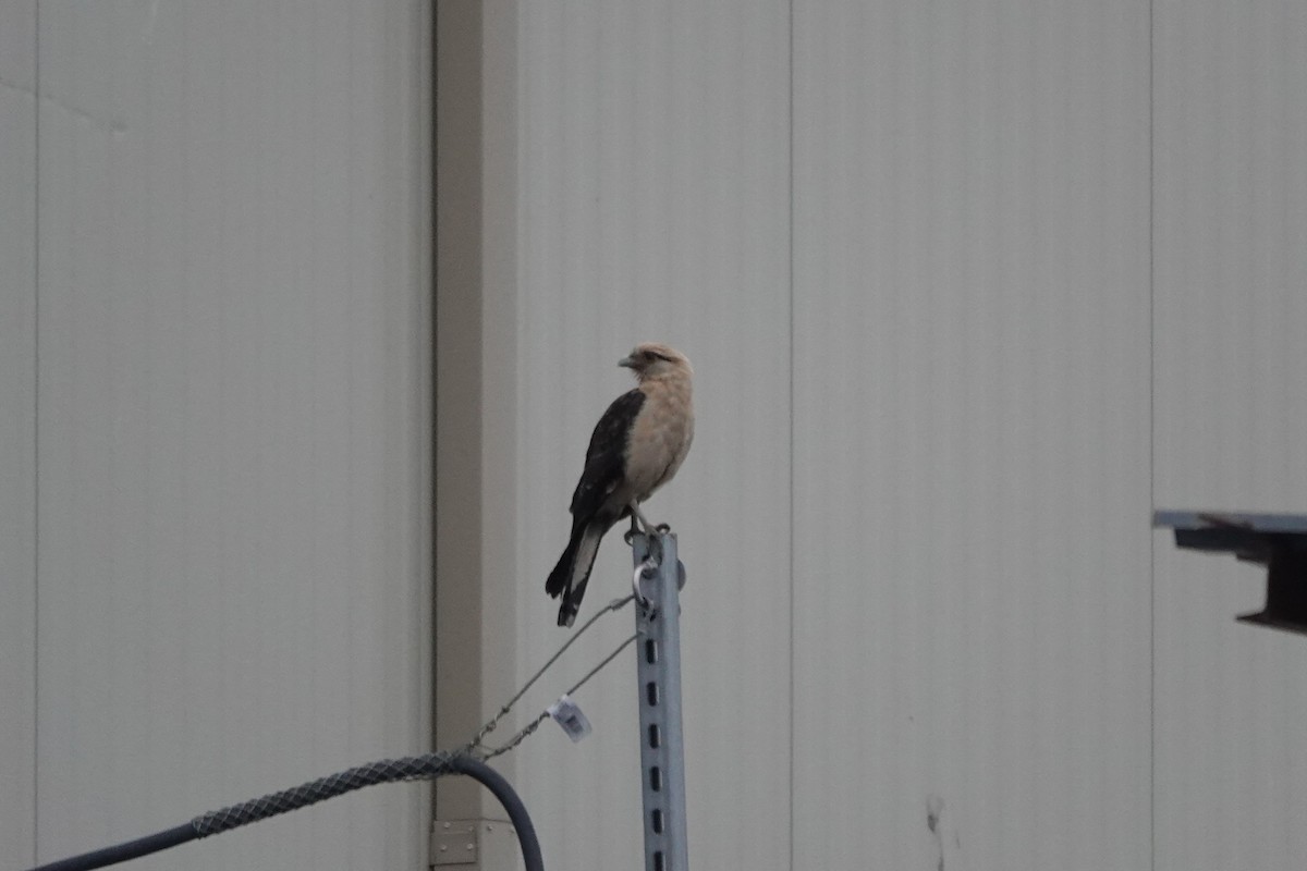 čimango žlutavý - ML645526112