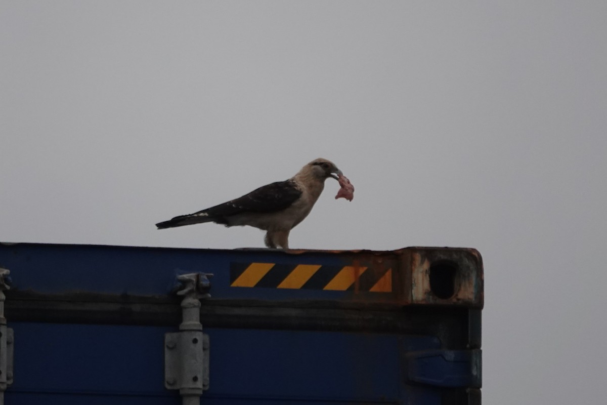 čimango žlutavý - ML645526116