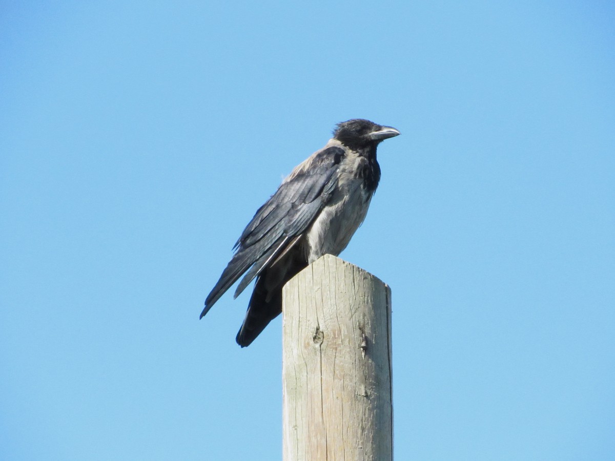 Hooded Crow - ML645526117