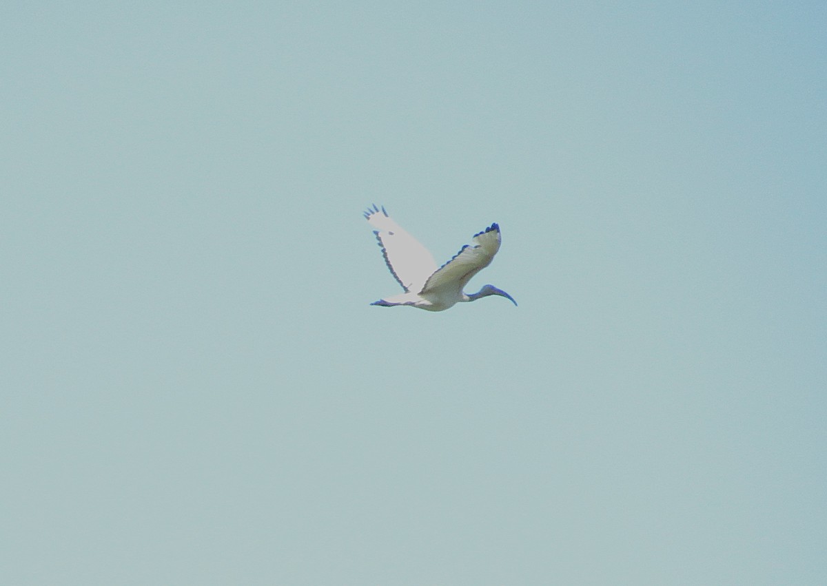 African Sacred Ibis - ML645526125