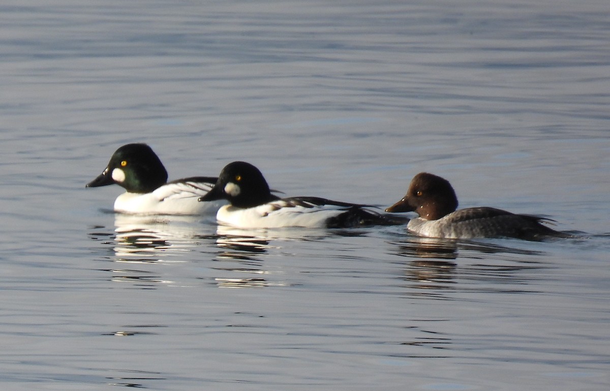Common Goldeneye - ML645526132