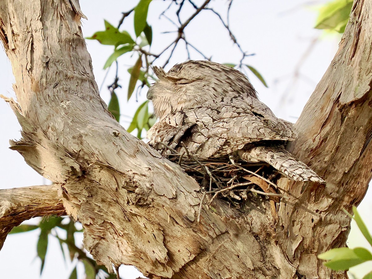 Tawny Frogmouth - ML645526134