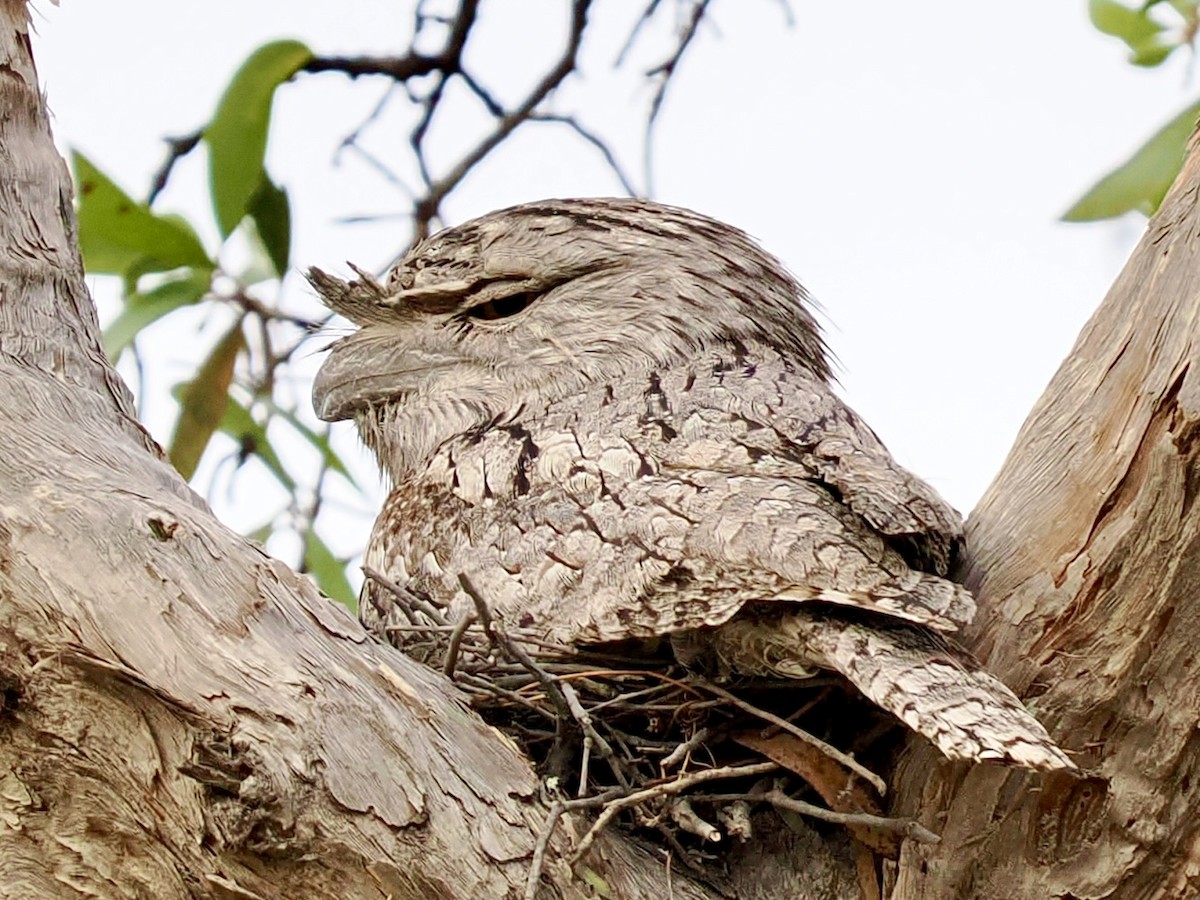 Tawny Frogmouth - ML645526138