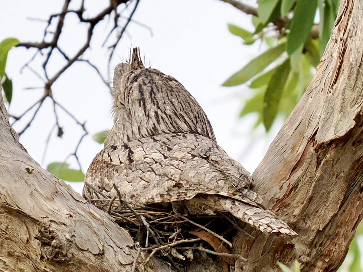 Tawny Frogmouth - ML645526139