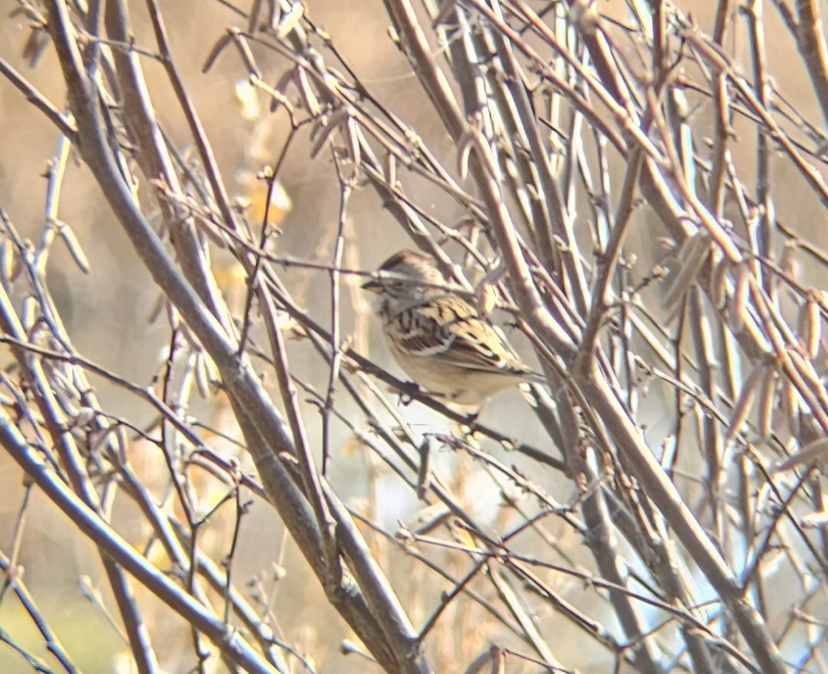 Пасовник північний - ML645526142