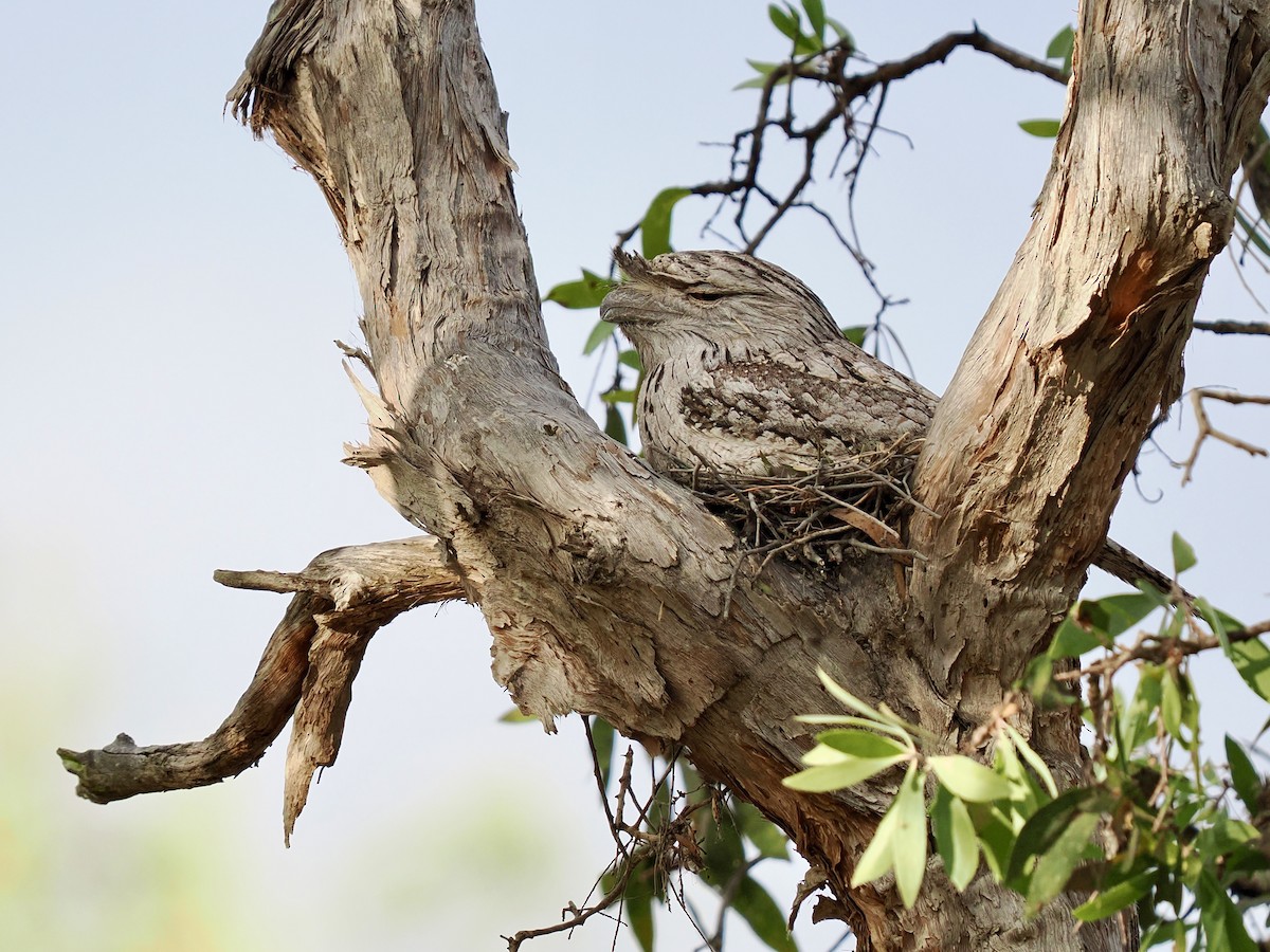 Tawny Frogmouth - ML645526143