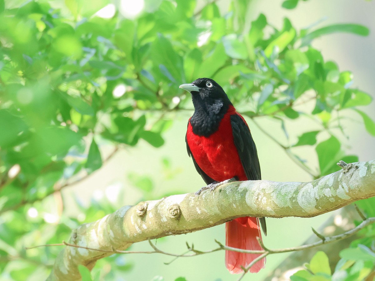 朱鸝 - ML645526144