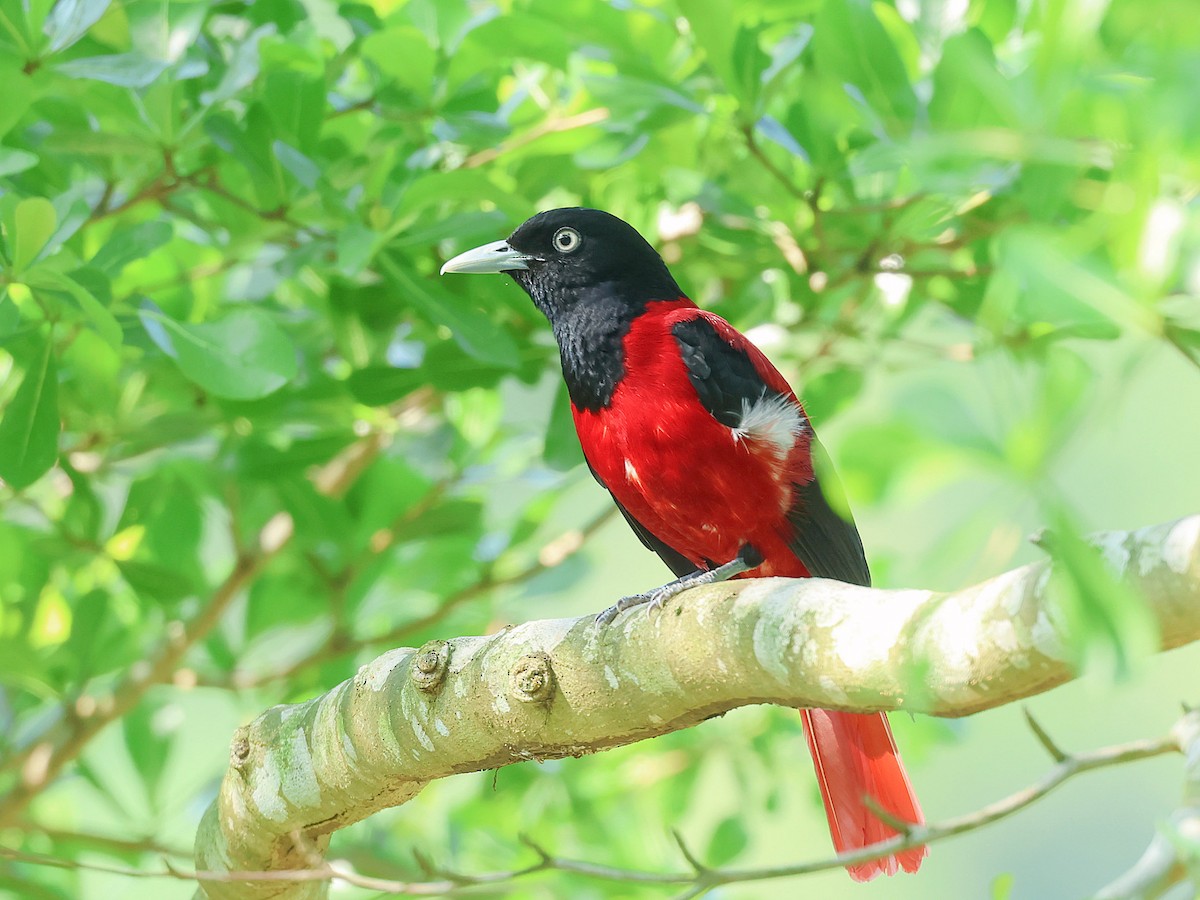 朱鸝 - ML645526145