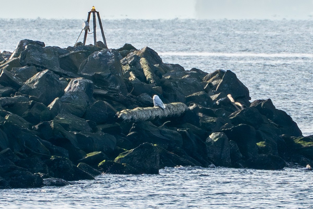 Snowy Owl - ML645526149