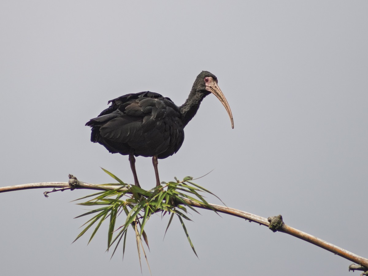 Ibis Afeitado - ML645526155