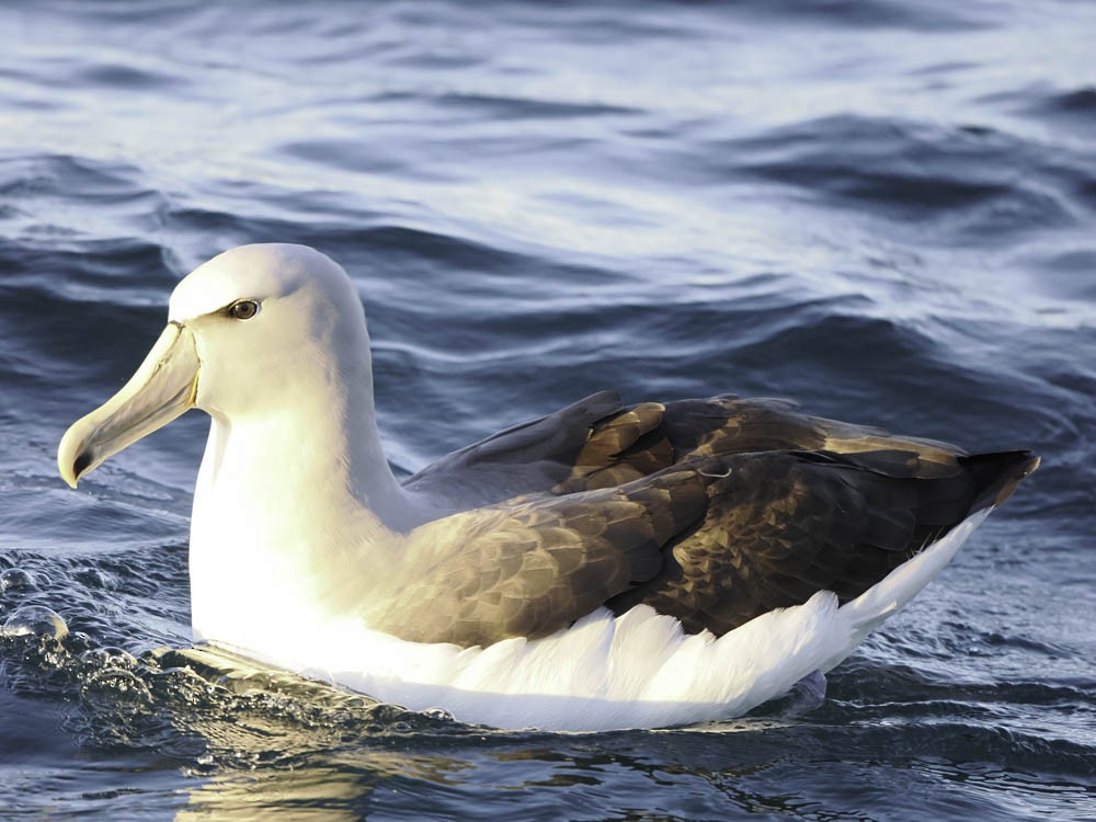Southern Royal Albatross - ML645526158