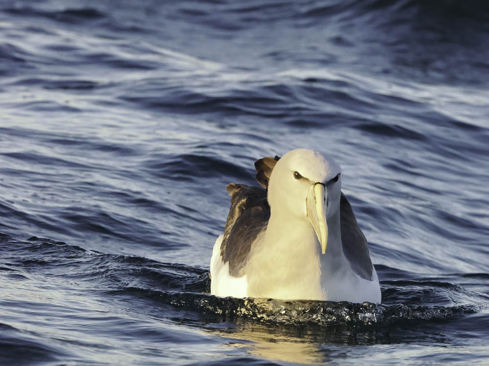 Southern Royal Albatross - ML645526159