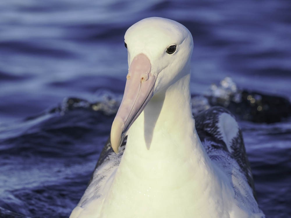 Southern Royal Albatross - ML645526160