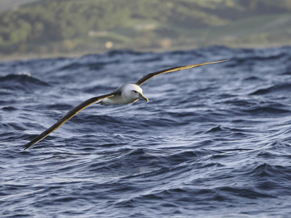 ニュージーランドアホウドリ - ML645526161