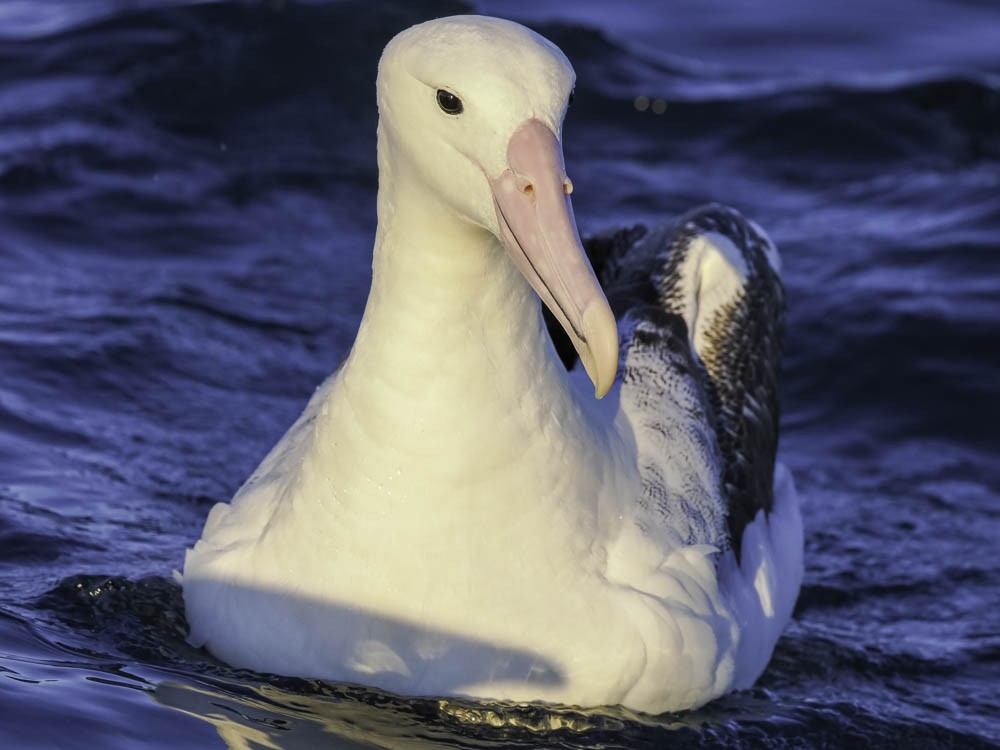 Southern Royal Albatross - ML645526162