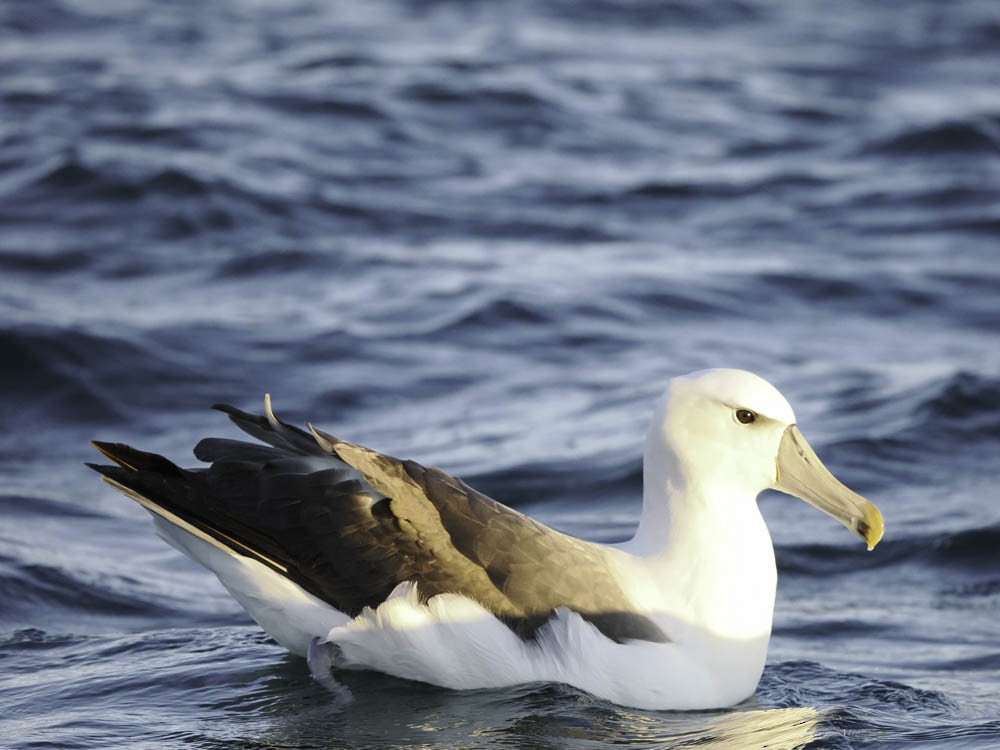 ハジロアホウドリ - ML645526163