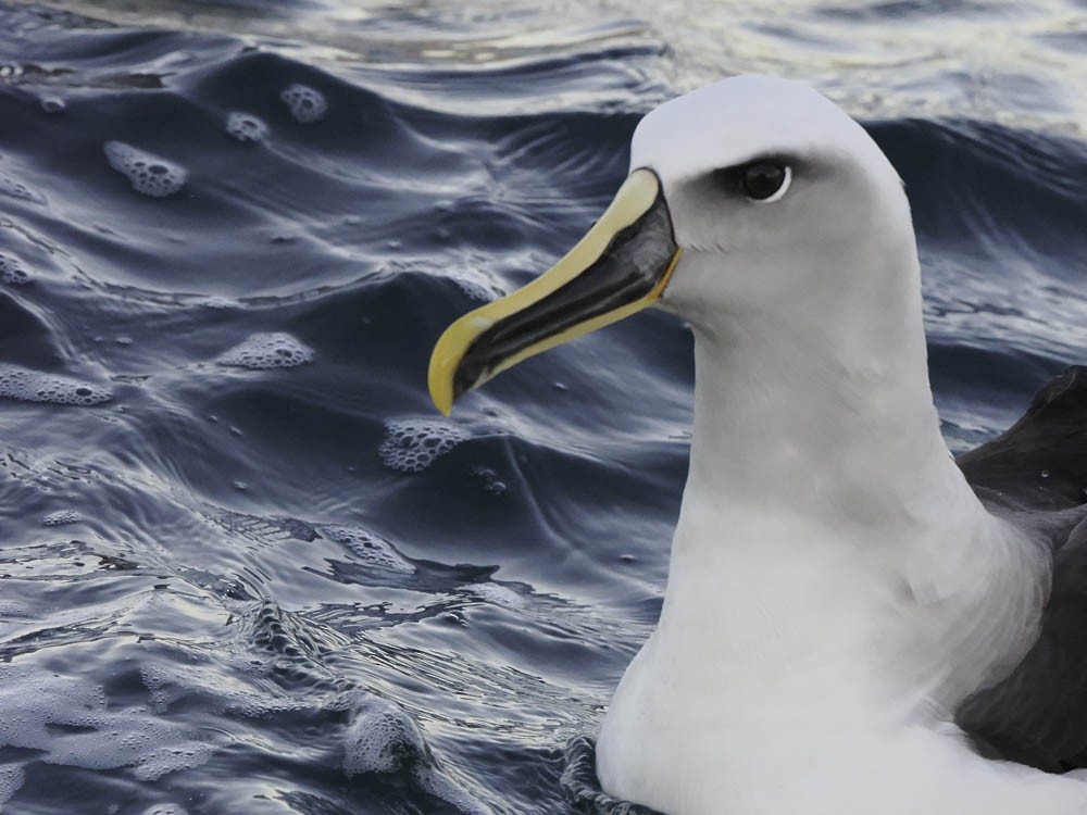 ニュージーランドアホウドリ - ML645526164