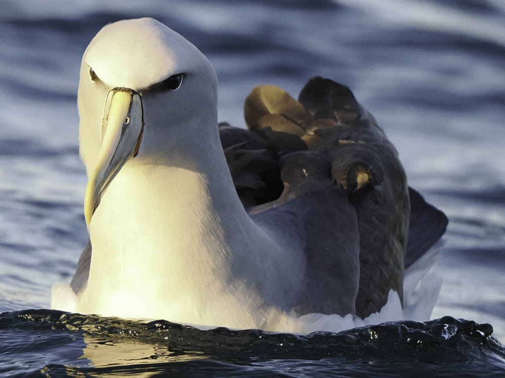 Southern Royal Albatross - ML645526165