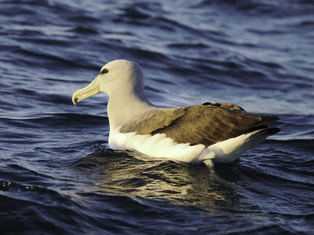 サルビンアホウドリ - ML645526166