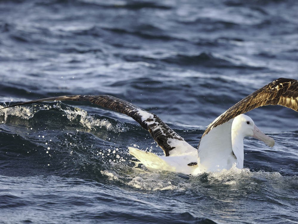 Southern Royal Albatross - ML645526167