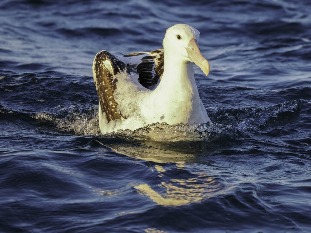 Southern Royal Albatross - ML645526168