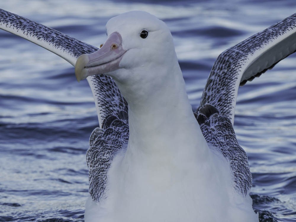 Southern Royal Albatross - ML645526169