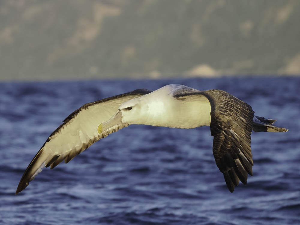 Southern Royal Albatross - ML645526170