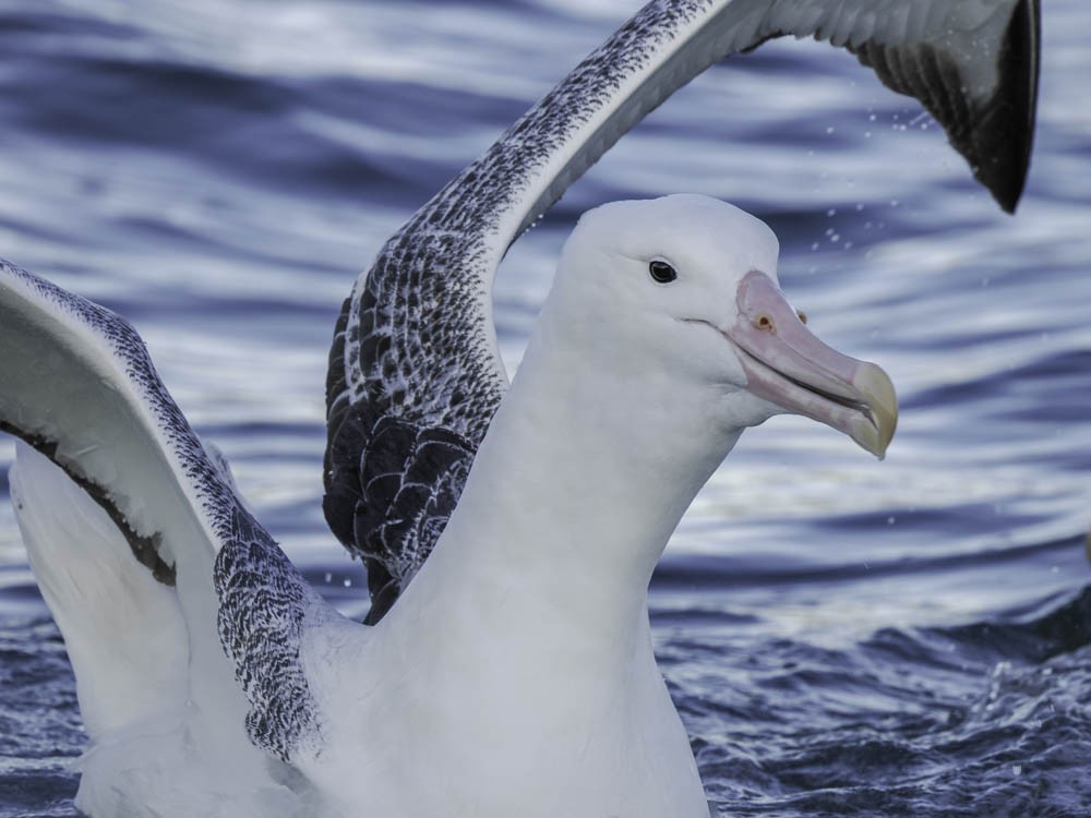 Southern Royal Albatross - ML645526171