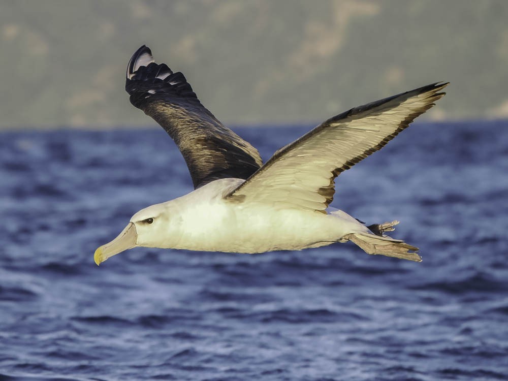 Southern Royal Albatross - ML645526172