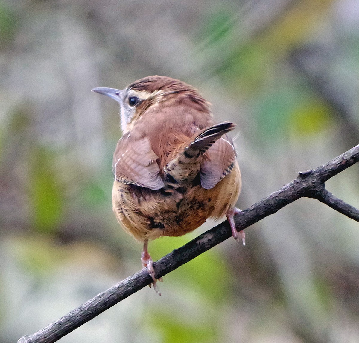Поплітник каролінський - ML645526176