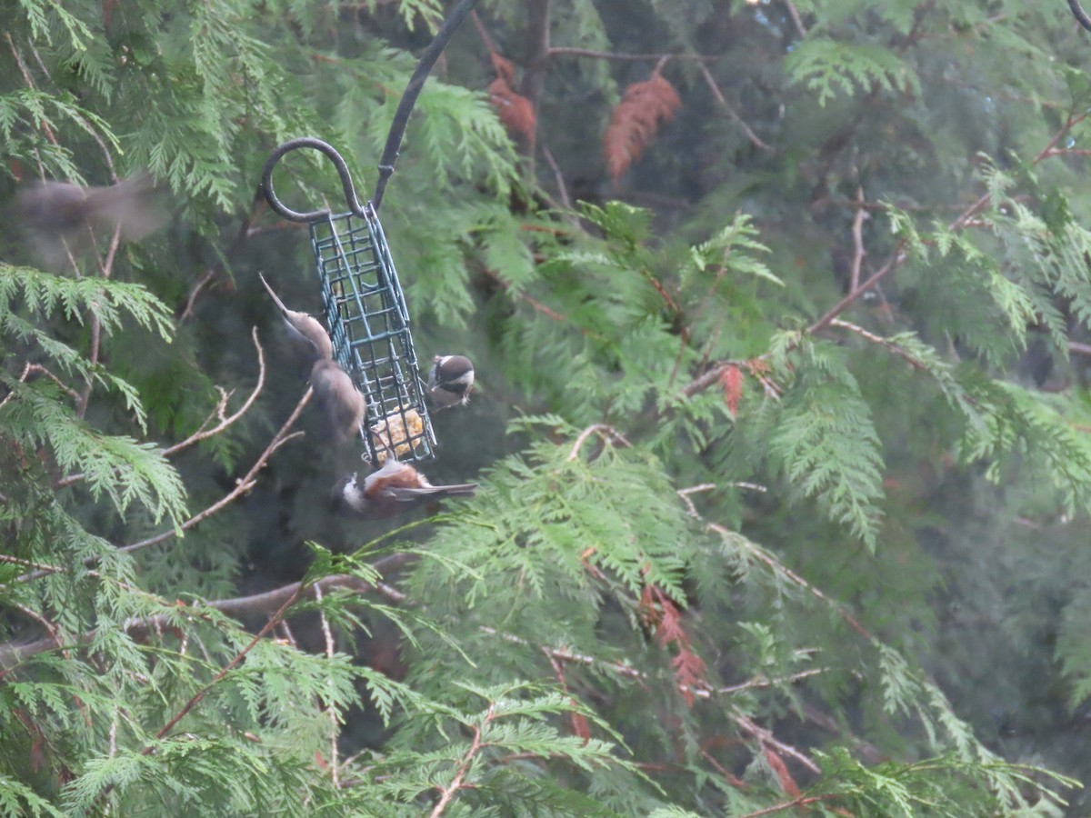 Bushtit (Pacific) - ML645526180