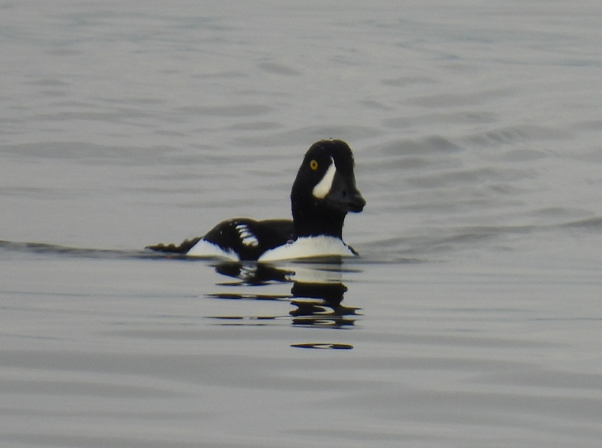 Porrón Islándico - ML645526181