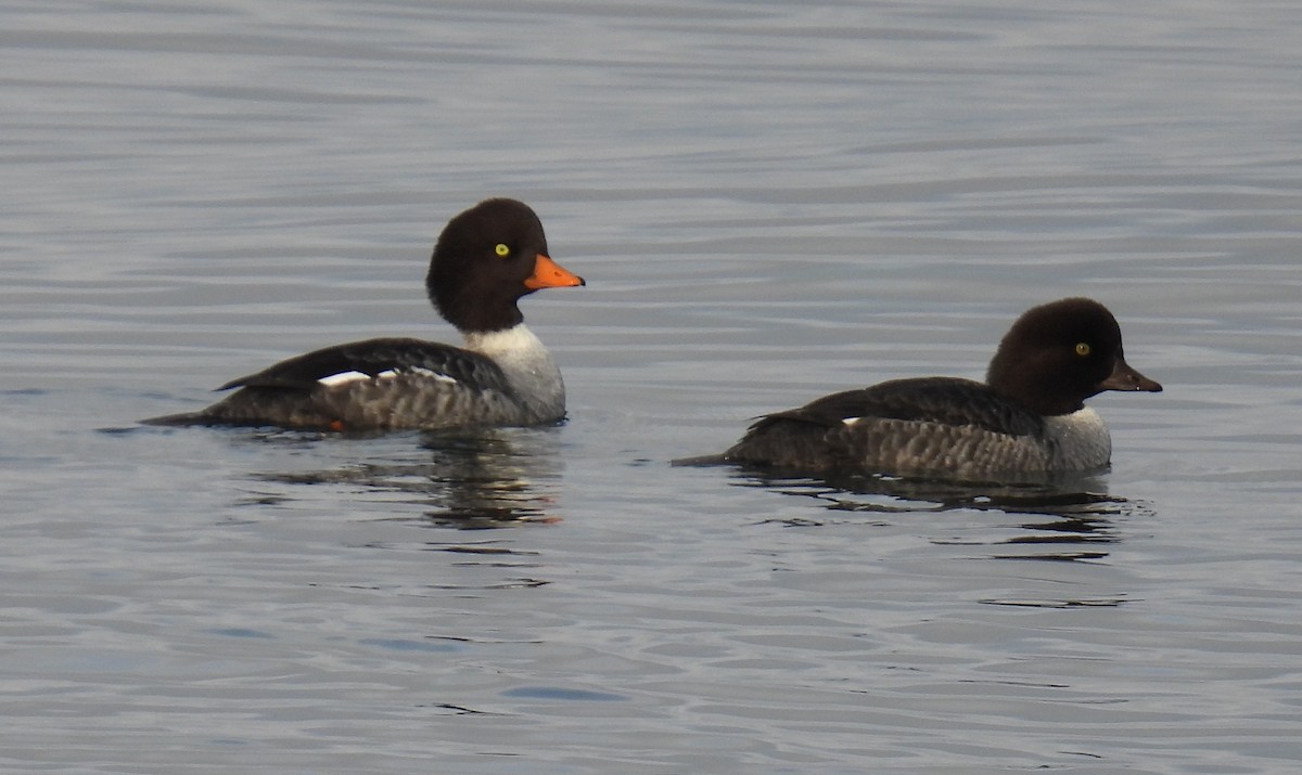 Porrón Islándico - ML645526182