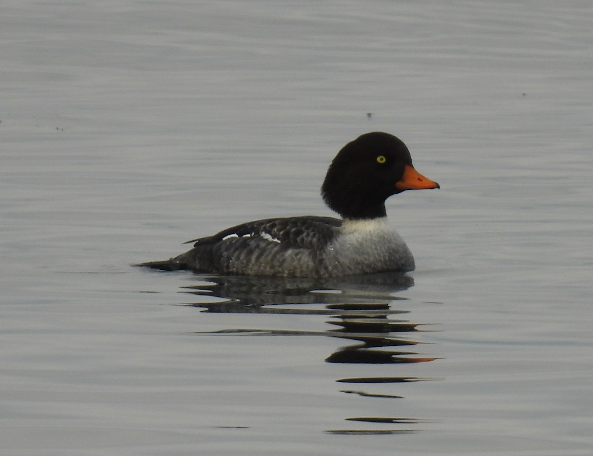 Porrón Islándico - ML645526183