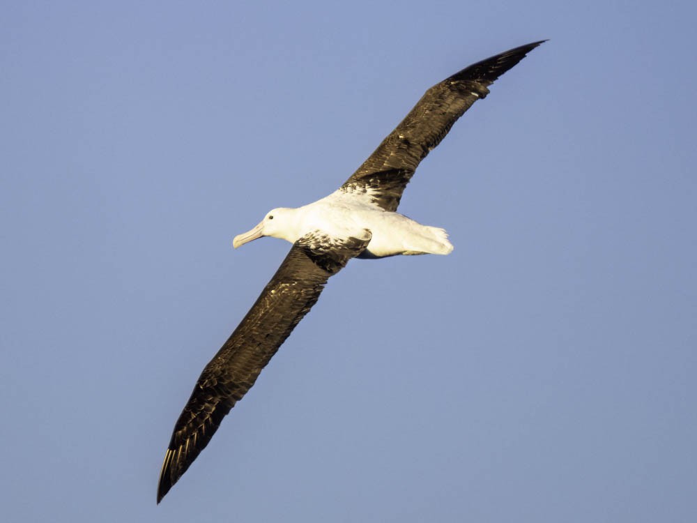 Northern Royal Albatross - ML645526184